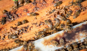 Honey bees crawling on a beehive at UBC.