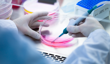 A researcher holds a petri dish containing pink liquid with tweezers in a fume hood.